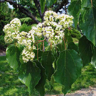   Japanese raisin