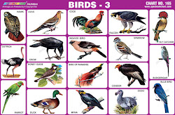 chart birds charts spectrum educational