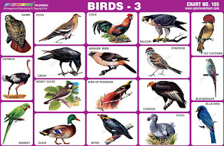 Birds charts contains various images of birds
