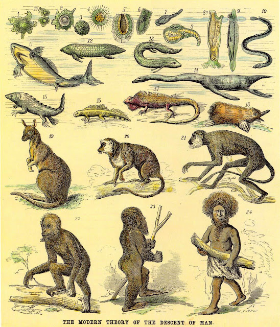 Thesis on evolution of man