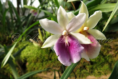 Gefleckte Brasiliorchis - Brasilorchis picta