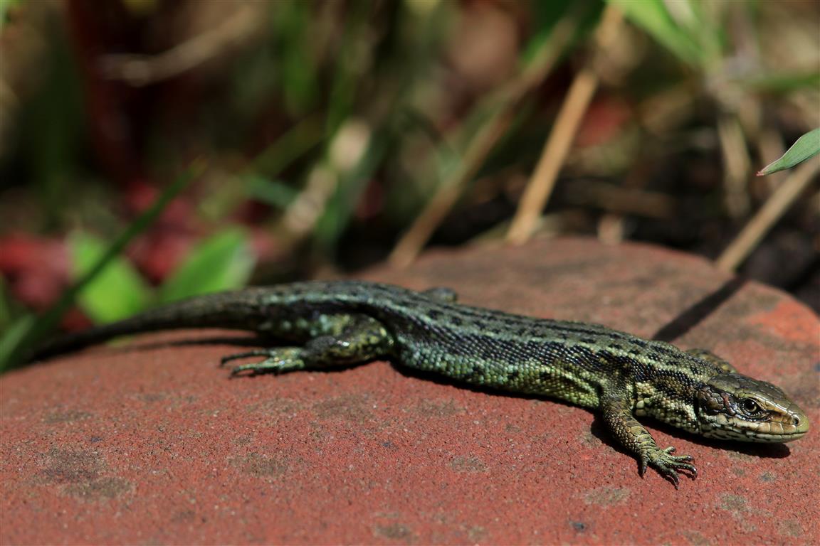 Life in pictures Common lizards basking in the warm weather