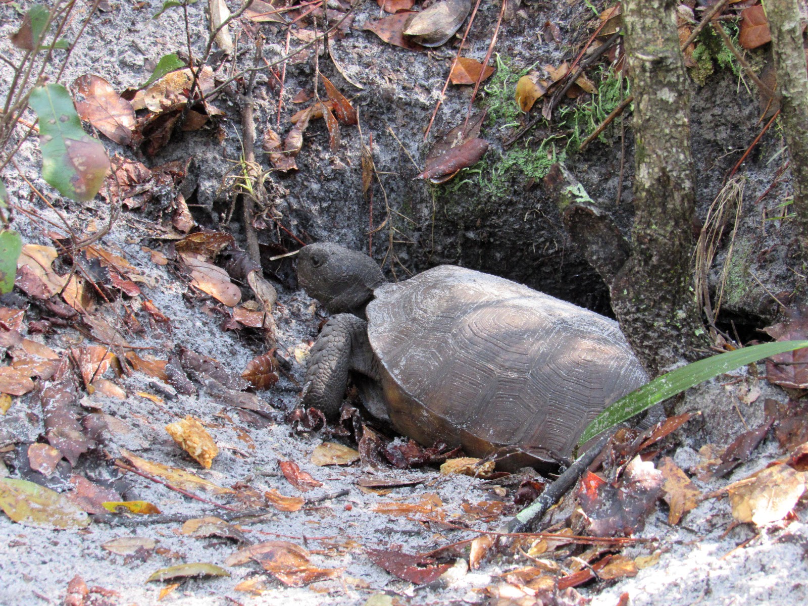 TM Gallery Walsingham Botanical Garden February 8, 2017