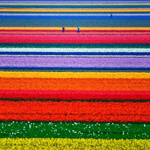 Tulipán földek Hollandiában