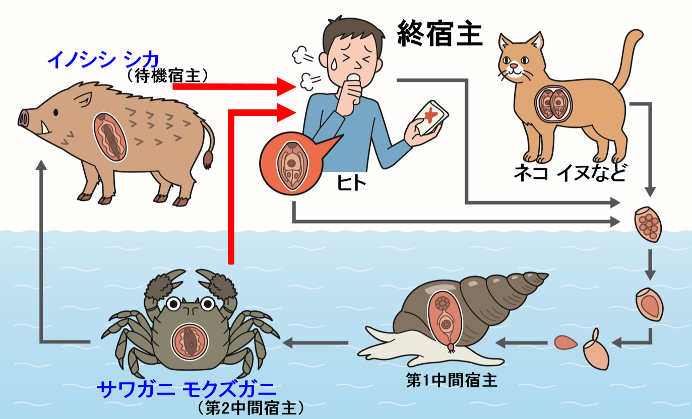 ウェステルマン 肺 吸虫 症状