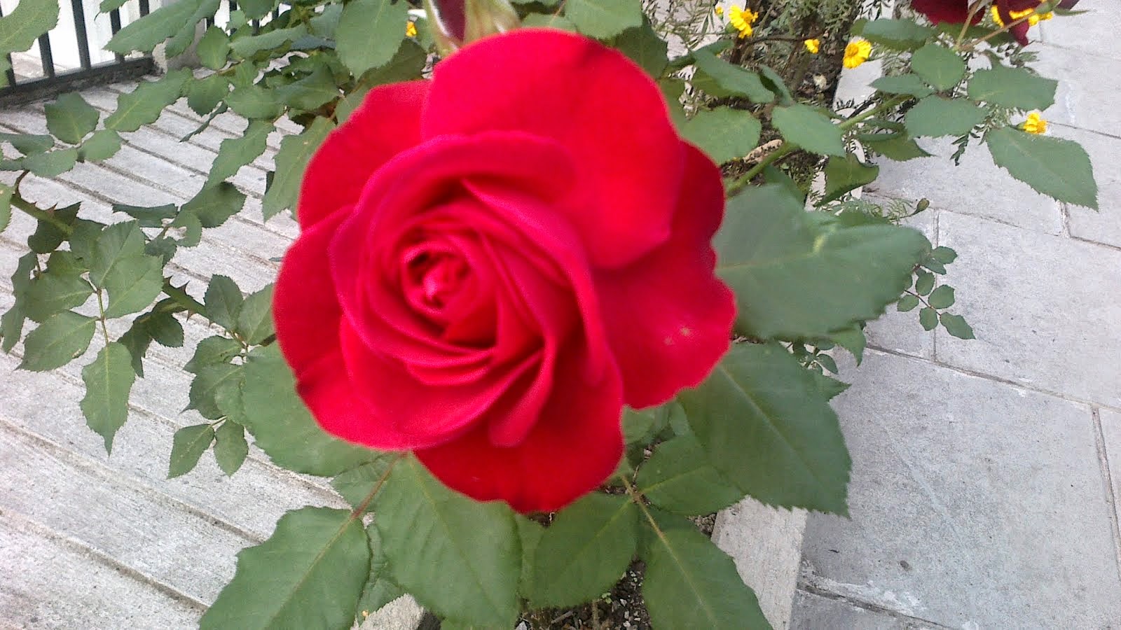 Red Rose