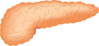 pancreas pancreas