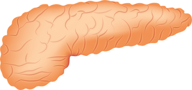 pancreas