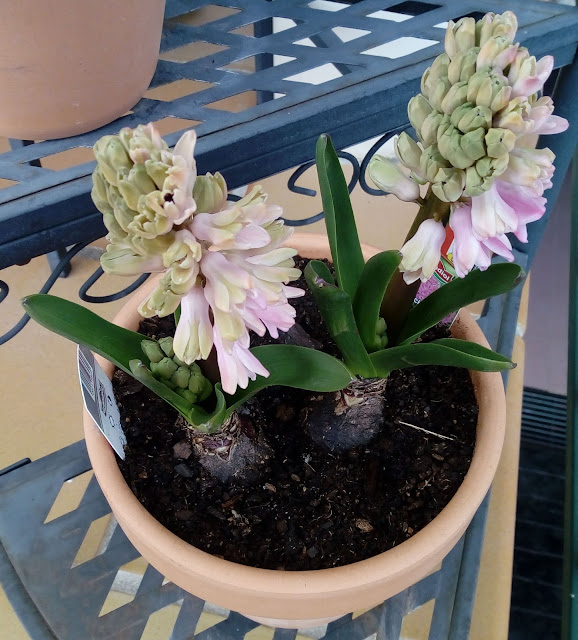 Hyacinthus spp. (Jacinto)
