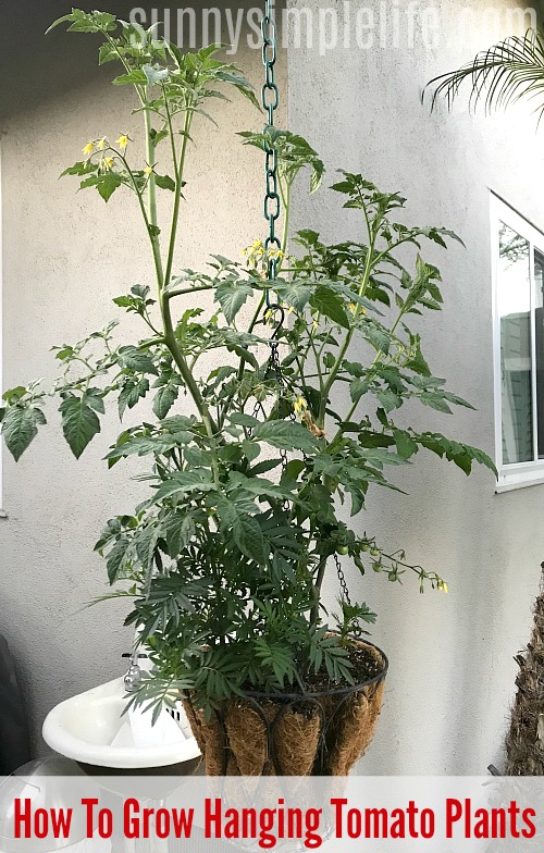 hanging tomato plant
