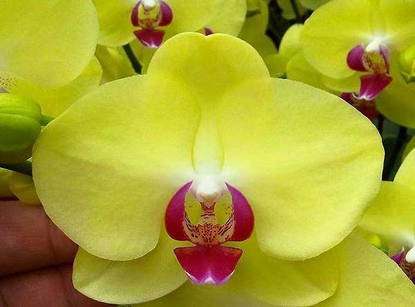 hoa lan ho diep vang
