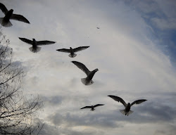 flight lake rock gulls billed ring dallas texas birds