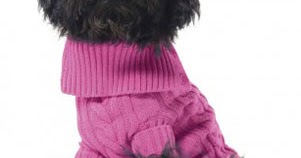 Restaurar he equivocado legal Benetton ropa para mascotas: jerseys de perros - MENTE NATURAL DE MODA