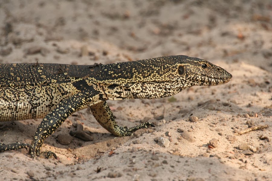 AVEEK Blogs African monitor lizard