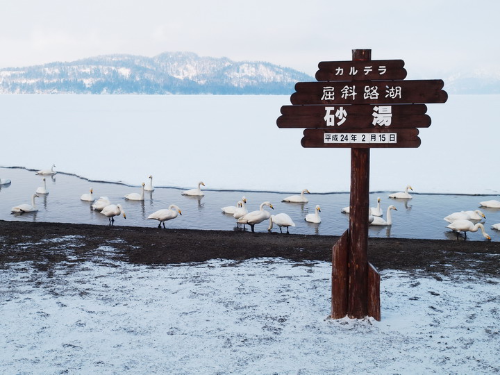 Kc樂活人生 北海道百鳥飛來地 白鳥天鵝湖