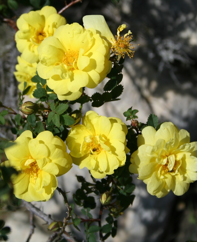 Garden Musings Harison's Yellow