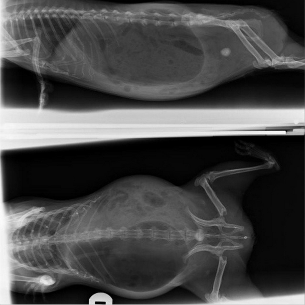 Undercover Guinea Pigs Guinea Pig Health