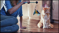 Art Cat GIF • Cinemagraph • "C'mon Kitty, play with your new toy!" But...zero fucks given, haha