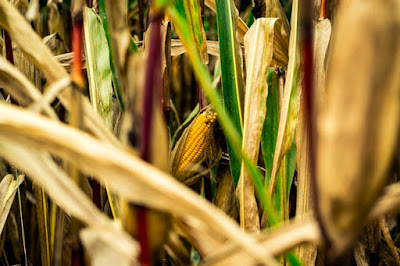 #readPhilippines: Love in the Cornhusks by Aida L. Rivera-Ford Philippine literature short stories