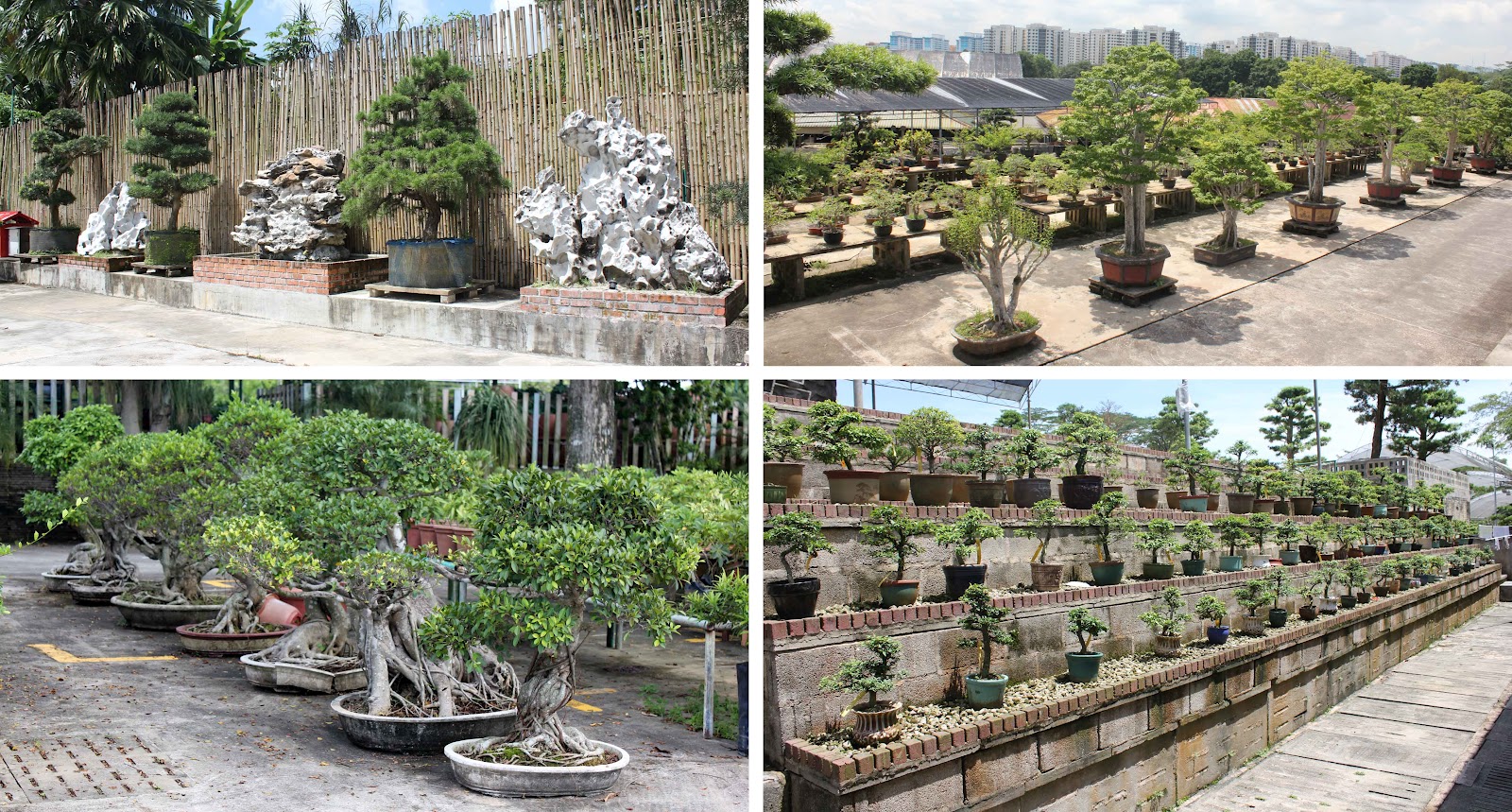 Bonsai Skosh Cheng Tai Nursery Singapore Bonsai Skosh Cheng Tai Nursery Singapore