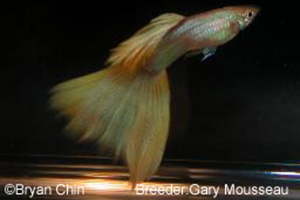 Yellow Guppy Yellow Guppy