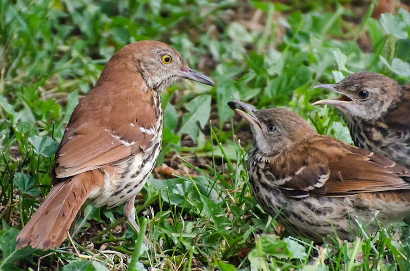 Prairie Nature: Fledgling Brown Thrashers in the Backyard