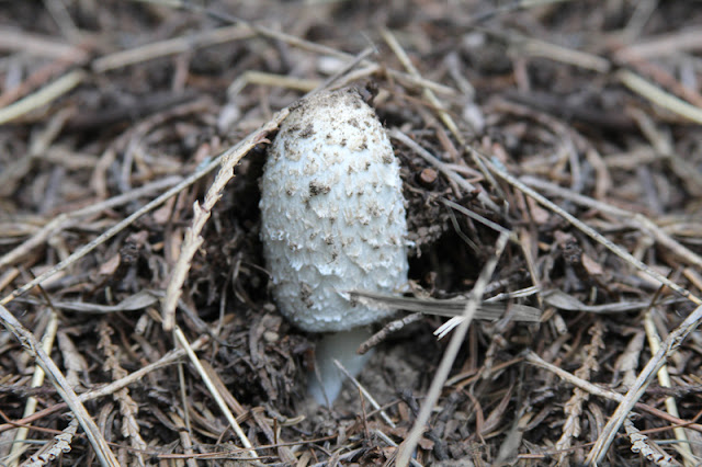 Shaggy Mane Mushroom Patch Shaggy Mane Mushroom Patch