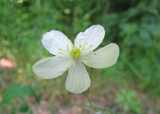 Jaskier platanolistny (Ranunculus platanifolius L.).