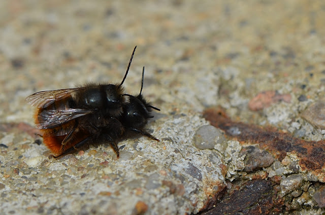 © Esprit de jardin - Edith Gayot-Boudier Osmie cornue (Osmia cornuta)
