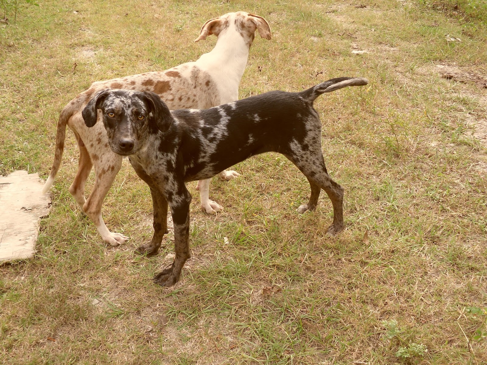 Catahoula Puppies Catahoula Puppies for sale yearlings