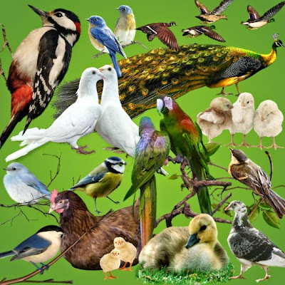 Результат пошуку зображень за запитом "1 квітня всесвітній день птахів"