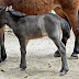 Refugiado sirio viola a un pony de un zoo infantil en Alemania
