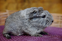 Speed Piggyboo Świnka morska rasy coronet w umaszczeniu silver agouti-white