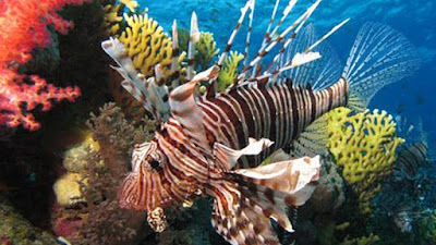 Τι είναι τα λεοντόψαρα που εμφανίστηκαν στη Ρόδο