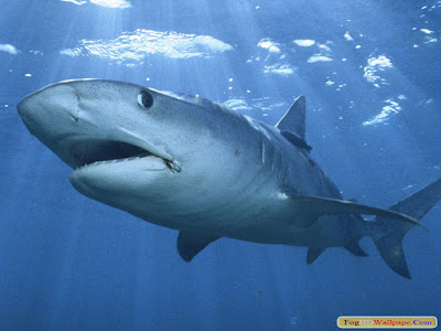 Shark HD Wallpaper For Desktop Shark HD Wallpaper For Desktop