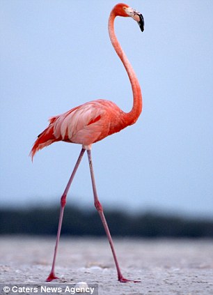 Burung Flamingo Kartun