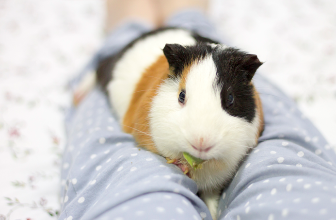 fotografia-cobaya-kevin