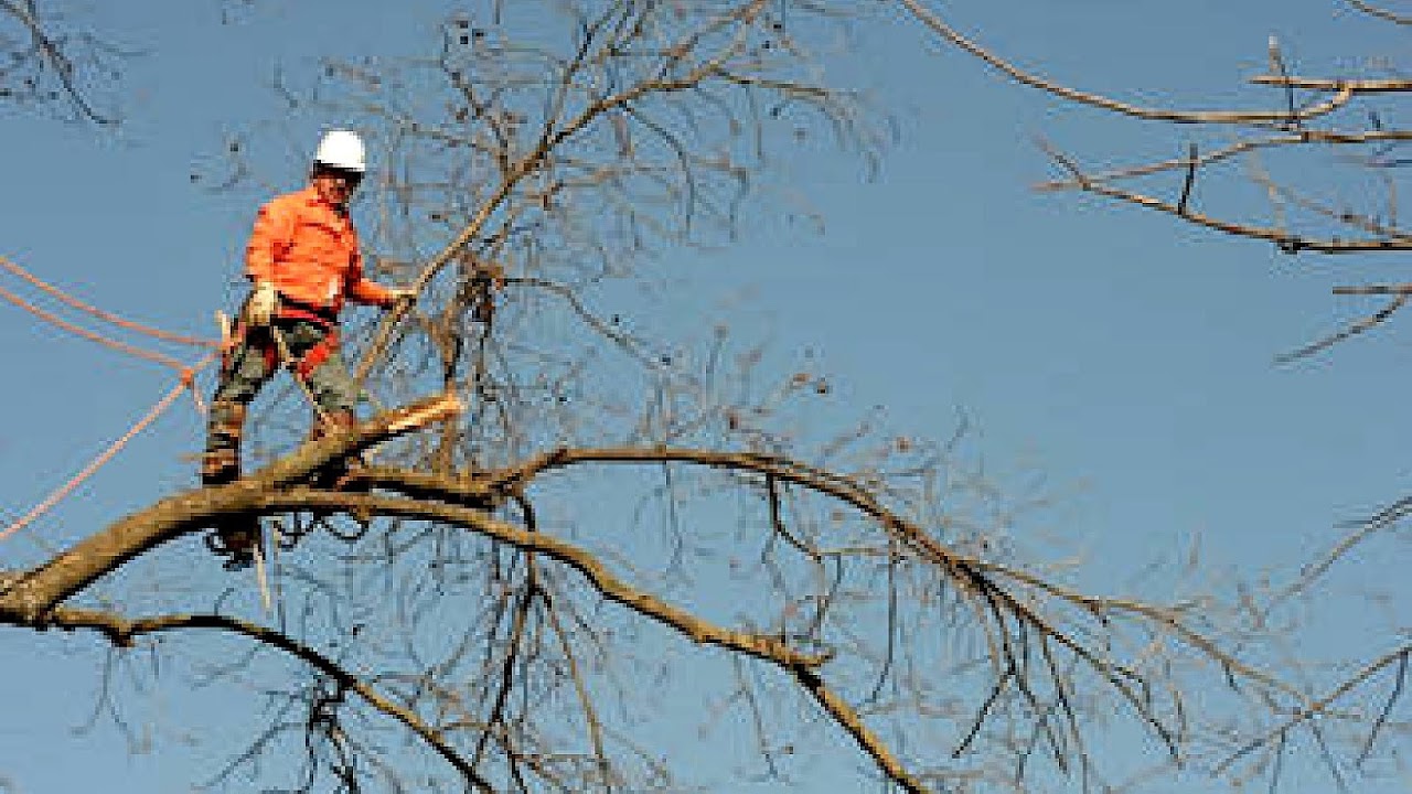 Kingkiner Tree Service Tree Choices