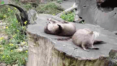 돌 갖고 노는 수달.gif (데이터주의) | 인스티즈