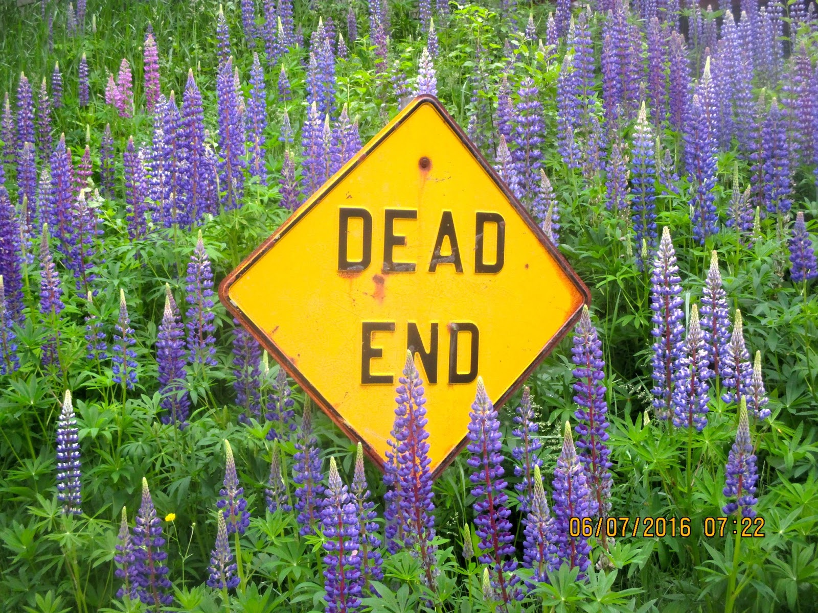 Art's Bayfield Almanac THE LUPINE SEASON IS OVER, BUT NOTHING IS EVER