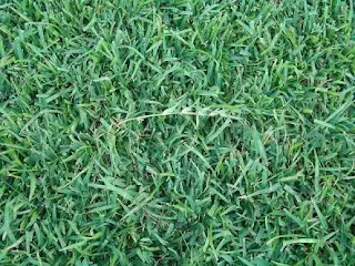 Zoysia Grass vs Centipede Grass