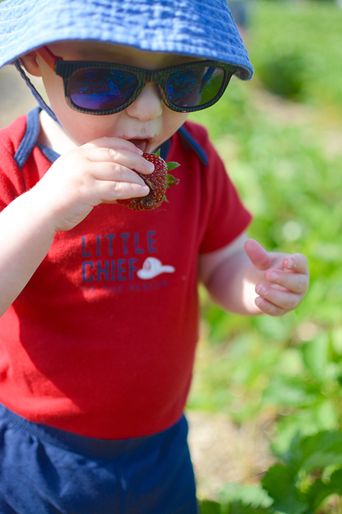 Strawberry picking, 2018 | My Darling Days Strawberry picking, 2018 | My Darling Days