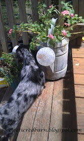Eclectic Red Barn: Louie trying to get the gecko on the watering can