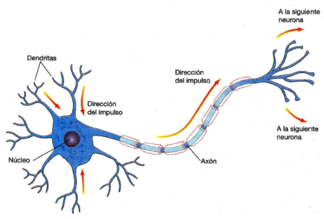 Esquema De La Neurona Images And Photos Finder