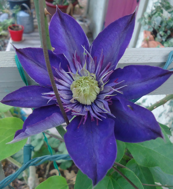 My Enchanting Cottage Garden Clematis For The Southwest Clematis For The Southwest Cottage Garden, Southwest Garden Plants