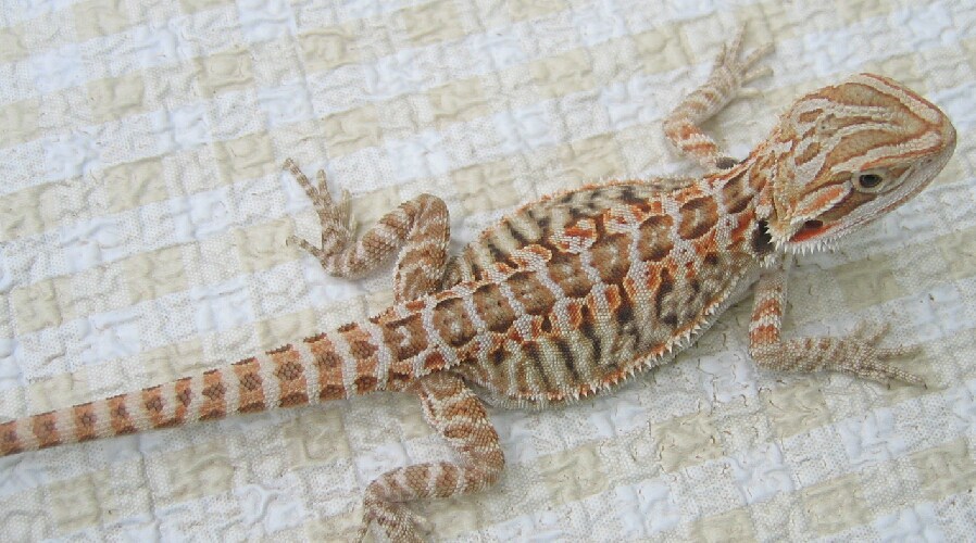Where do Bearded Dragons Come From? PogoPogona - leatherback bearded dragon