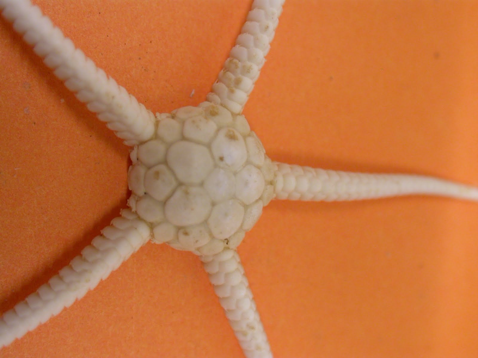 The Echinoblog: Food & Starfish in Paris Biology Diagrams