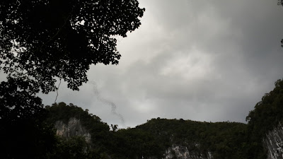 melihat kelelawar Mulu National Park melihat kelelawar Mulu National Park