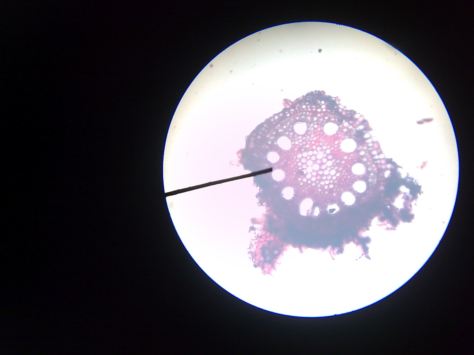 Cahaya Kehidupan LAPORAN PRAKTIKUM ANATOMI TUMBUHAN I