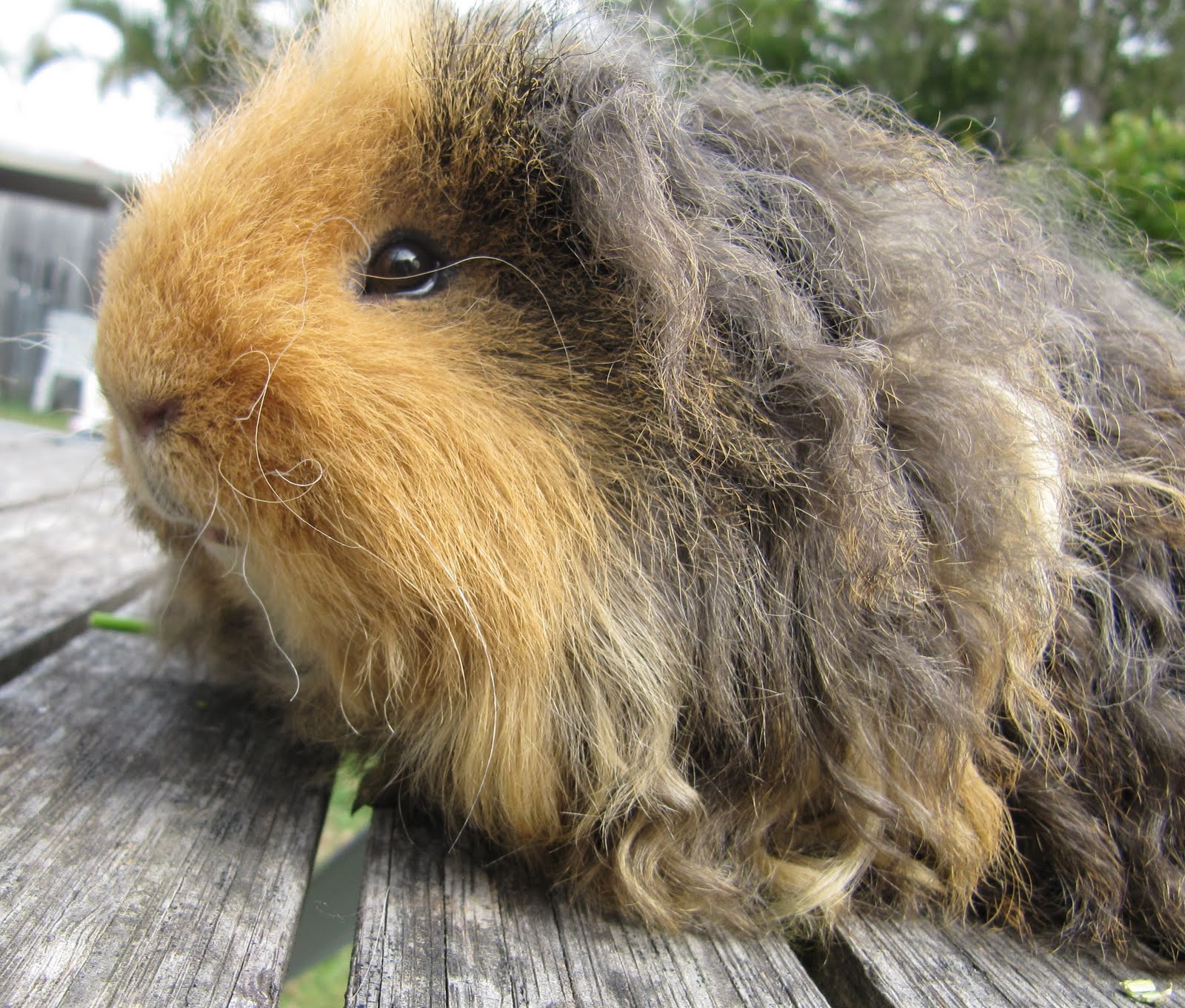 All Things Guinea Pig Home grown parsley